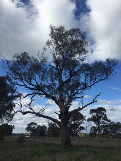 Hearts Across Australia Week 12 photo from 10 Aug 2015.