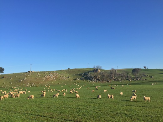 Hearts Across Australia Week 14 photo from 18 Aug 2015.