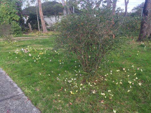 Hearts Across Australia Week 14 photo from 25 Aug 2015.