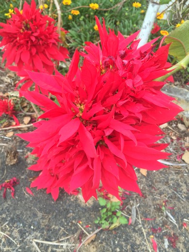 Hearts Across Australia Week 16 photo from 10 Sep 2015.