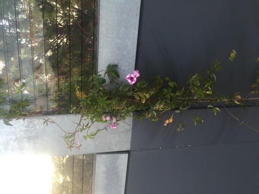 Hearts Across Australia Week 16 photo from 7 Sep 2015.