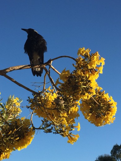 A black bird perched on a flowering branch beside the riverside path.