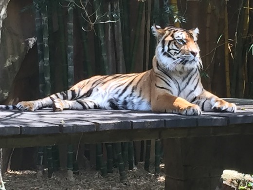 A tiger looking toward the camera at Australia Zoo.